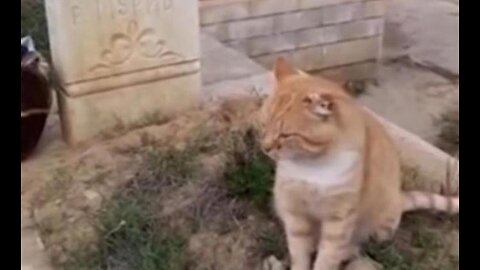 Muere Kachiko el gato