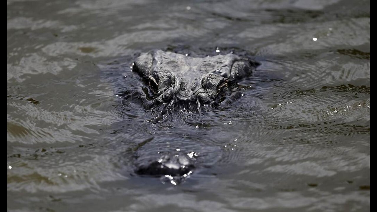 Have You Ever Heard of Anything More Florida. Sunshine State Breaks Ground on 'Alligator Alcatraz'