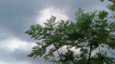 Stock footage a tree leaves waving hard by wind before storm with Cloudy sky backgrounds