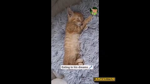 Fluffy cat#