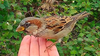 Hand Feeding Male House Sparrows A Bit of Rice