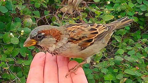 Hand Feeding Male House Sparrows A Bit of Rice