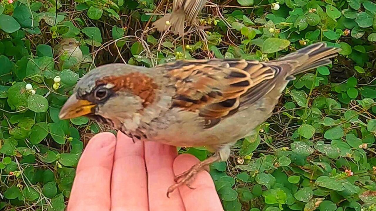 Hand Feeding Male House Sparrows A Bit of Rice
