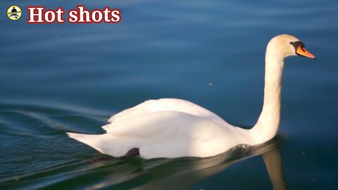Birds found near lakes and swamps