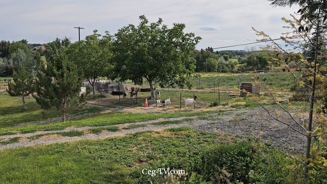 Graham Family Farm: 5:30 PM June 19 2025