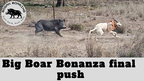 Big Boar Bonanza final push