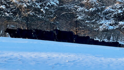 Cows Moving Through the Snow