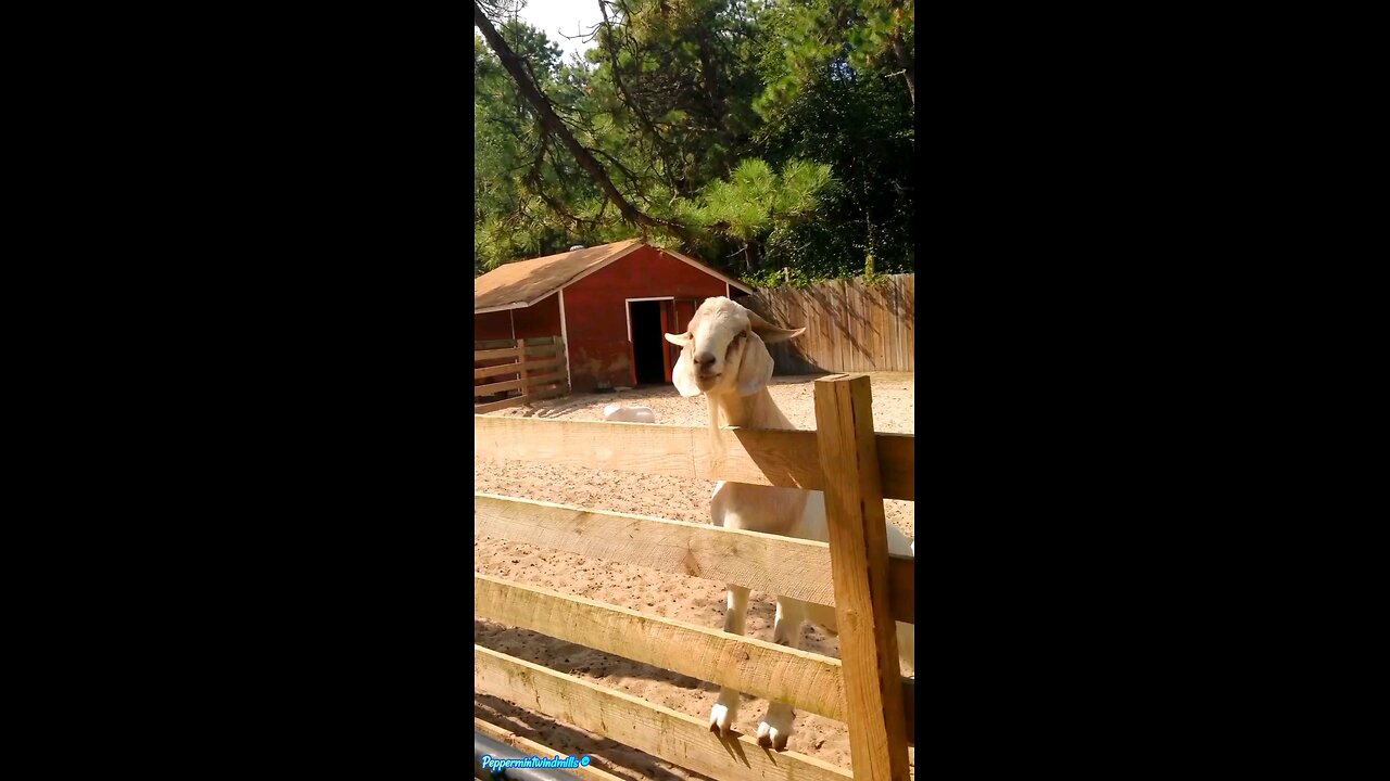Adorable Goat 🐐
