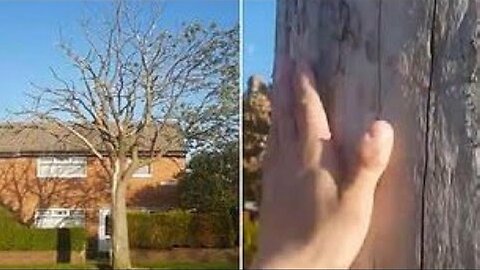 [Jul 25, 2019] Man alleges tree is being killed off by '5G transmitter' [Top Story]