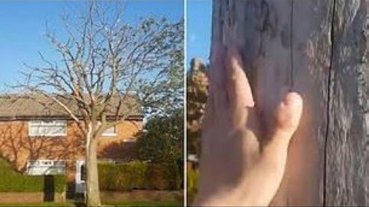 [Jul 25, 2019] Man alleges tree is being killed off by '5G transmitter' [Top Story]