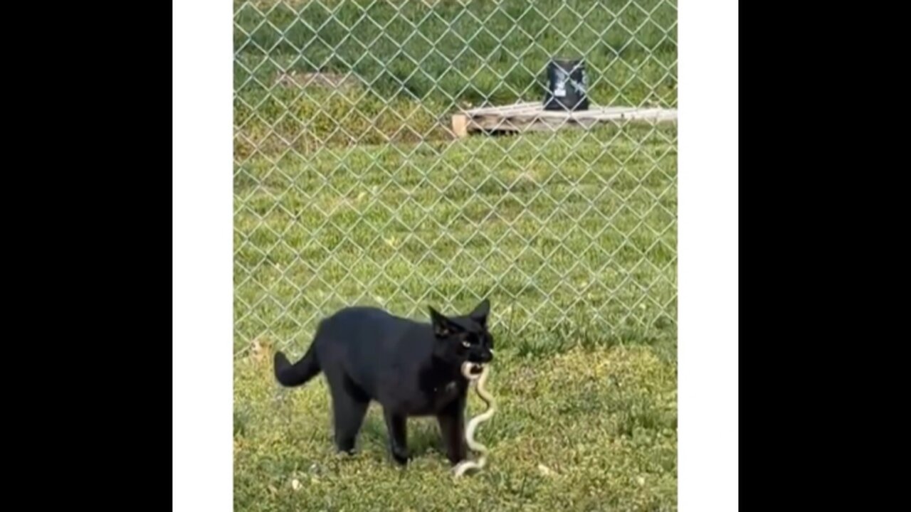 These Cats Are Definitely Up to Something... πΌπ₯ | Try Not to Laugh!