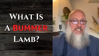 "What Is A Bummer Lamb?"