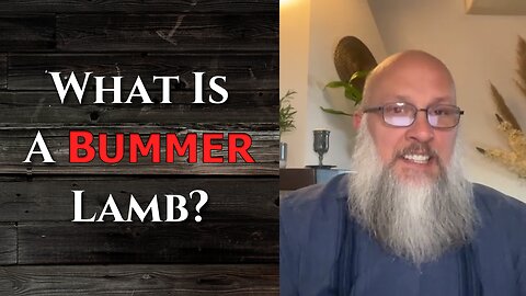 "What Is A Bummer Lamb?"