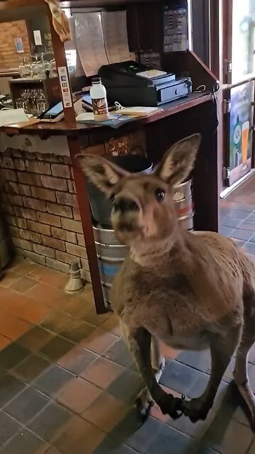 Kangaroo in the pub asking for coffee in Australia