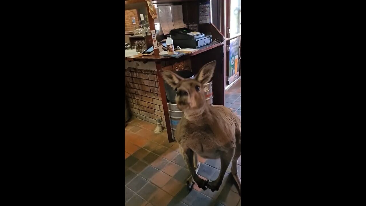 Kangaroo in the pub asking for coffee in Australia