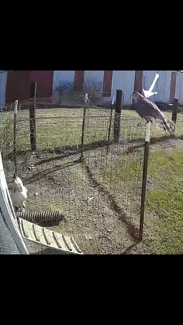HAWK TRY TO CATCH CHICKEN🐔 🦅🐓📸GOT BEATEN UP BY ROOSTER🐔 🐓💫
