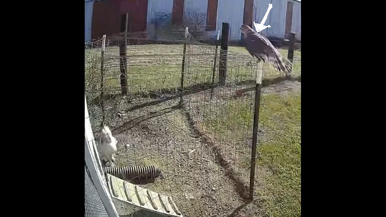 HAWK TRY TO CATCH CHICKEN🐔 🦅🐓📸GOT BEATEN UP BY ROOSTER🐔 🐓💫