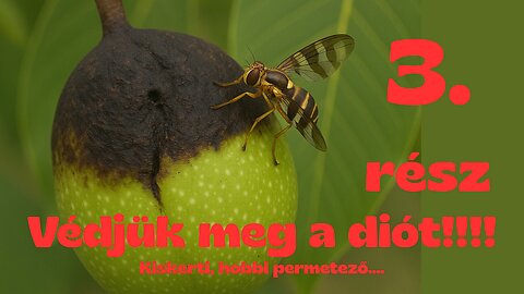 3. rész!!! háztáji, kiskerti permetező! Védjük meg a diót a Nyugati dióburok-fúrólégytől!!