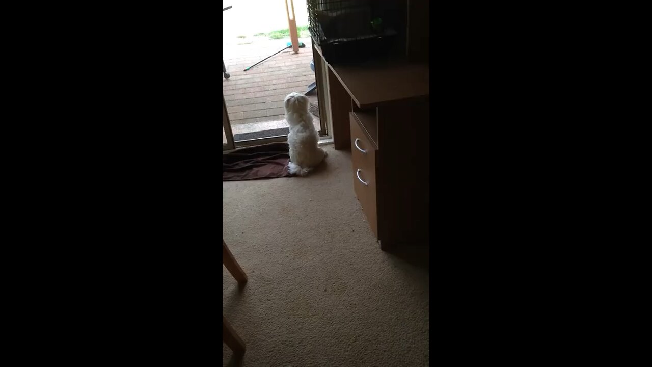 Buddy singing hello