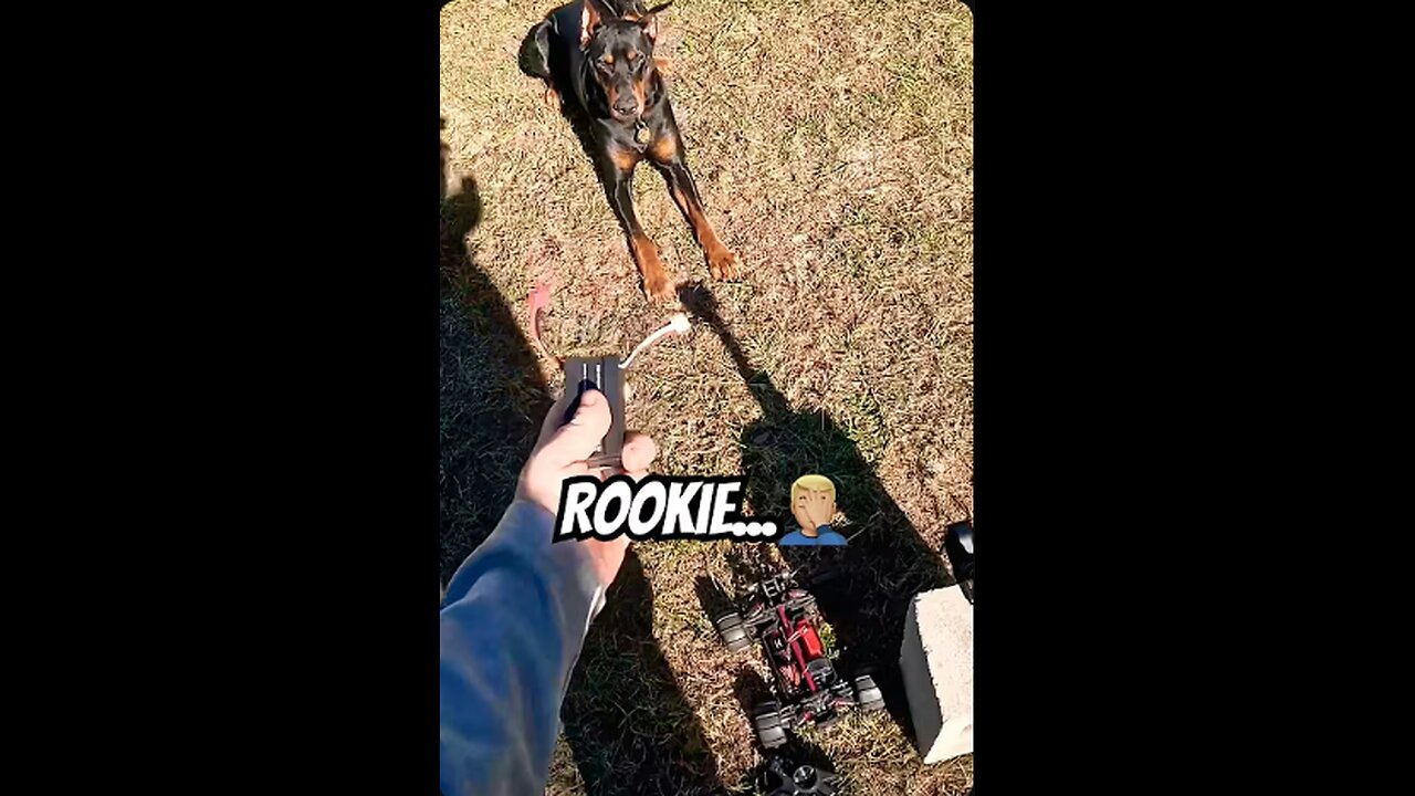 Doberman RC Chase Begins! Part 1/5🐾⚡️ Vader Waits Patiently for the Battery Rookie