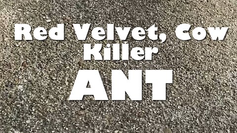 Red Velvet, Cow Killer ANT!