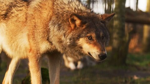 The Wonder of Nature * Earth's Untouched Mysteries Incredible World of Wildlife Nature's Grandeur