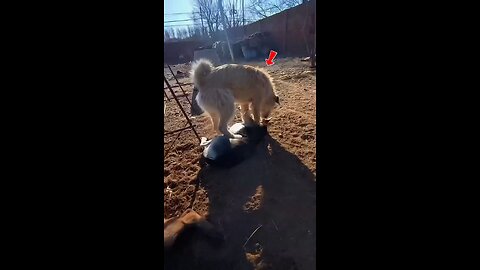 Excellence is the standard. Power, purpose, and prestige—daily. #LimitlessLiving #EliteMindset