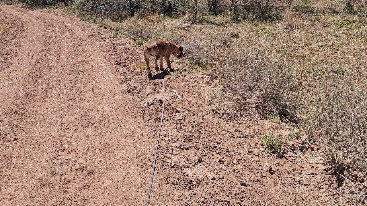 Gertie put for a walk