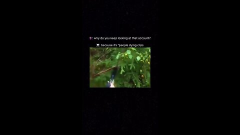 Encounter with a wild bear