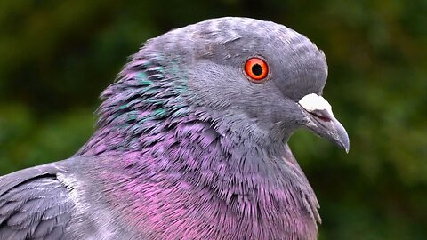 Close-up Video Portraits of Moat Pond Pigeons. Volume 1 First Attempt