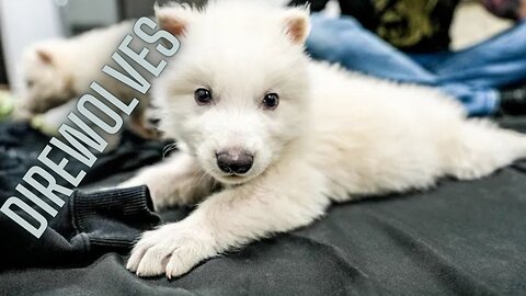 Direwolves Return: Colossal's Genetic Breakthrough!