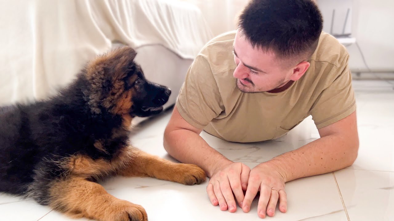 German Shepherd Puppy Confused by Playing with Dad