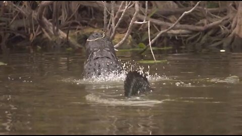 Alligator Alcatraz: One-stop shop to carry out President Trump’s mass deportation 6.20.25