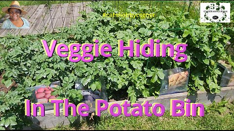 Veggie Hiding In The Potato Bin -#catshobbycorner #vegetables