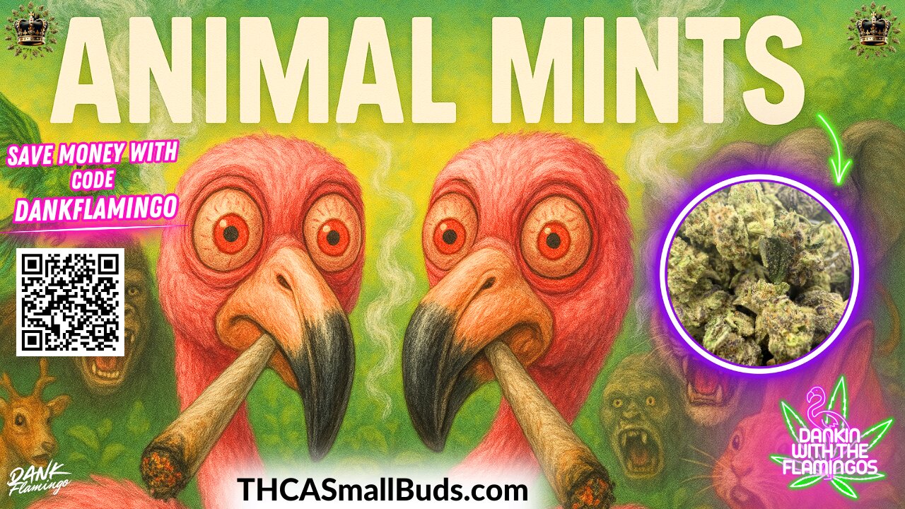 Dankin with the Flamingos Gone Wild on Animal Mints from THCA Small Buds!!