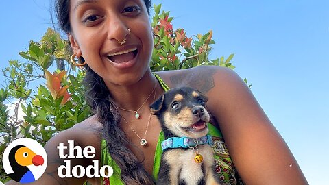 Couple On Vacation Gets Handed A Tiny Street Puppy | The Dodo