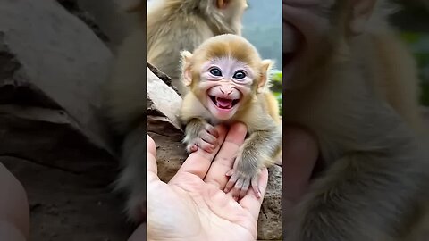 Adorable doesn’t even cover this baby monkey’s smile! 🐵💕