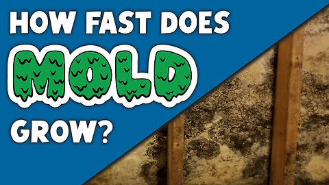 How fast does Mold grow?