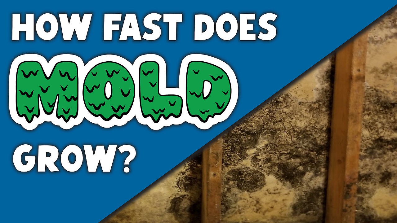How fast does Mold grow?