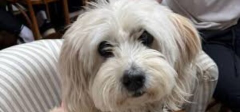 Dog owners hold back tears after fatal attack