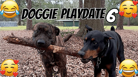 Doggie Playdate 6 | Revenge of the Stick: Vader & Ryder’s Backyard Saga! 🐾😂