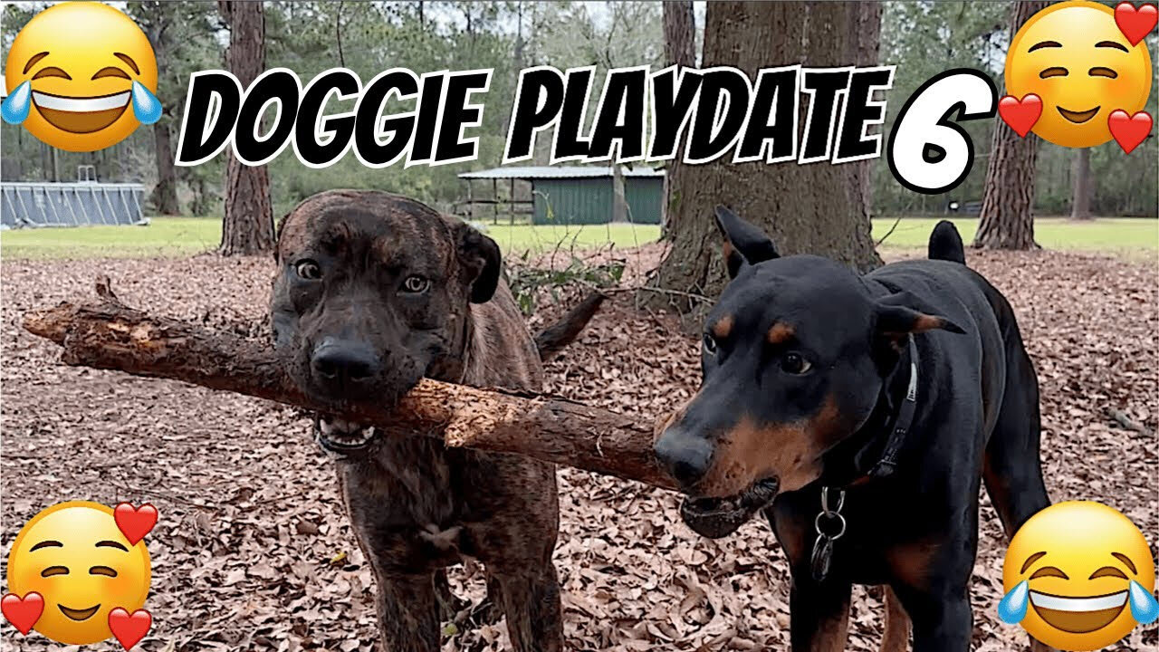 Doggie Playdate 6 | Revenge of the Stick: Vader & Ryder’s Backyard Saga! 🐾😂