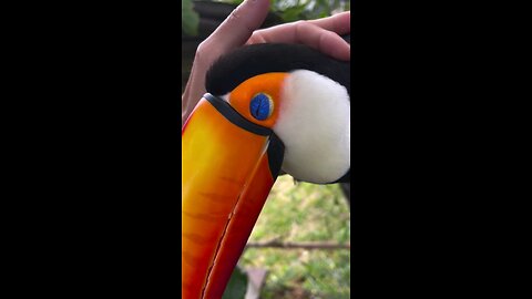 Feeding The Cute Toucan