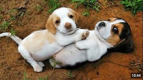 Top FUNNY PUPPIES That Are Guaranteed to Make You LAUGH