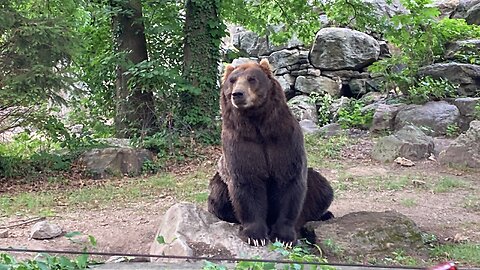 Bronx Zoo (NYC, USA) 3
