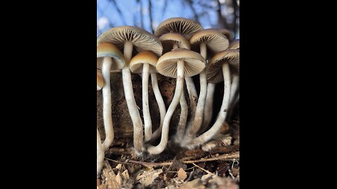 Ps. Allenii Woodloving Mushrooms