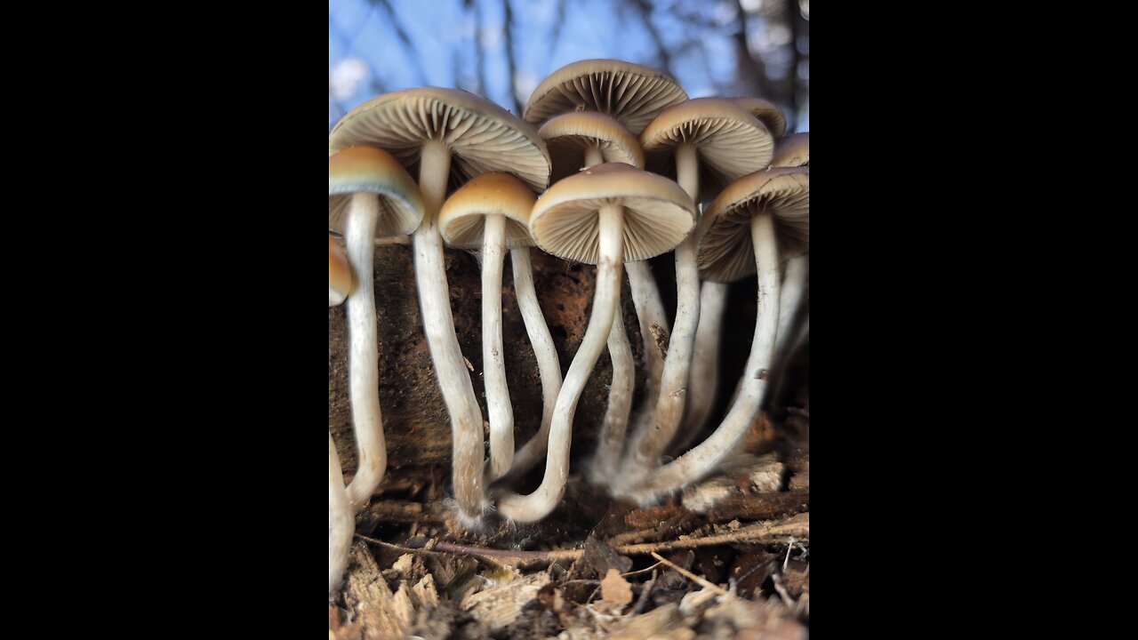 Ps. Allenii Woodloving Mushrooms