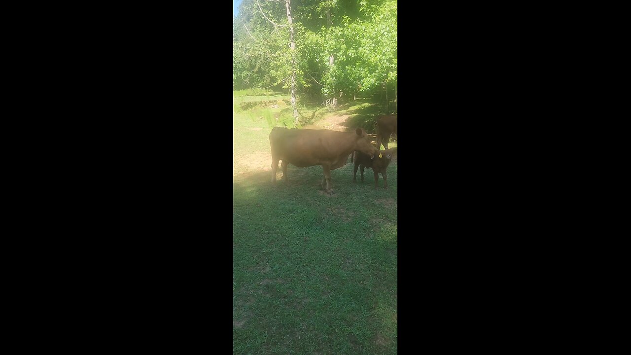 Momma cow loving baby calf.