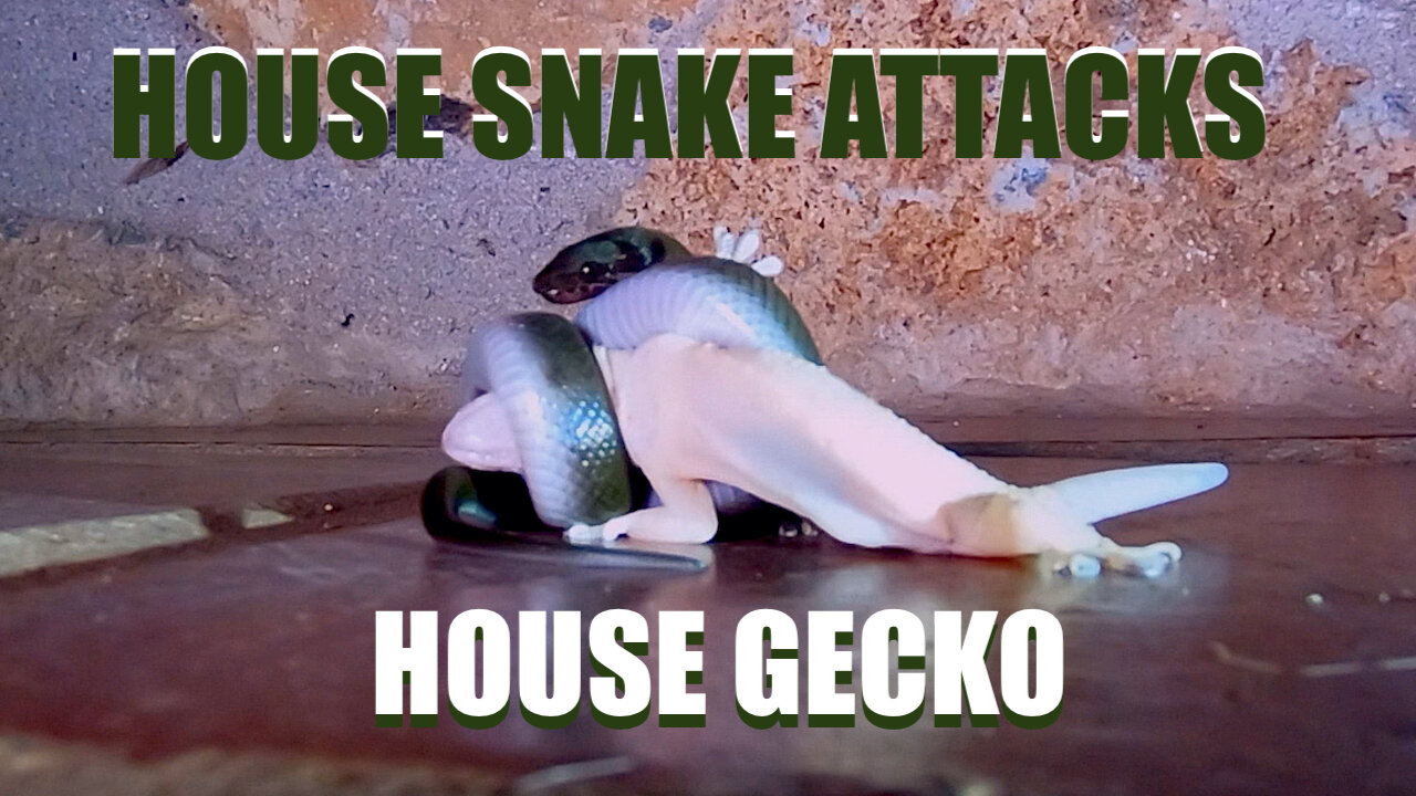 Snake Attacks Gecko