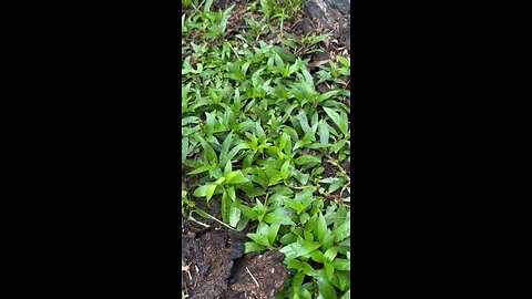 Button Weed